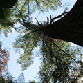 Big Pines Trail: Taller than you Think