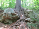 Big Pines Trail: Liquid Tree Roots