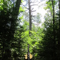 Big Pines Trail: Tallest Pine
