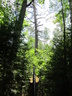Big Pines Trail: Tallest Pine