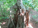 Whiskey Rapids Trail: Salvador Dali's Elephant Tree