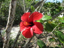 Red Hibiscus Bloom