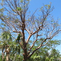 Ficus Aurea?