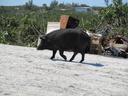 Wild Pig at the Dump