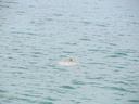 Sea Turtle Swimming Away