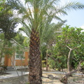 True Date Palm Tree