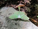 Lunar Moth Greeting Us to The Lot