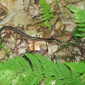 A Friendly Garter Snake. Definitely Not A Viper