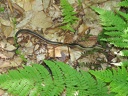 A Friendly Garter Snake. Definitely Not A Viper