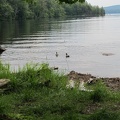 Ducks Back on Cranberry Lake