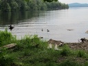 Ducks Back on Cranberry Lake